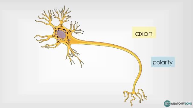 Neuron Structure - Neuroanatomy Basics - Anatomy Tutorial