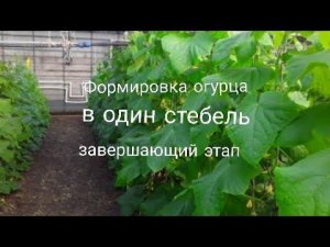 Формировка Огурца Мамлюк в один стебель. Завершающий этап #землядел #subscribe #огурцы