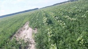 Геліантекс не працює чи можливо я щось не розумію...