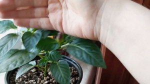 3 сорта острого перца, которых легко можно вырастить у себя дома на подоконнике