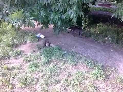 Тосно. Кошачье семейство смотреть онлайн