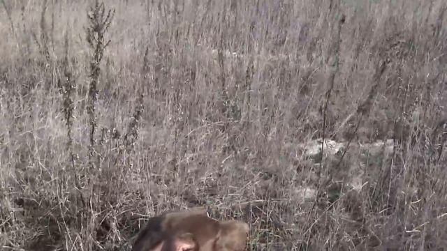 Pradellinensis Franz&GH Bastinda