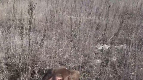 Pradellinensis Franz&GH Bastinda