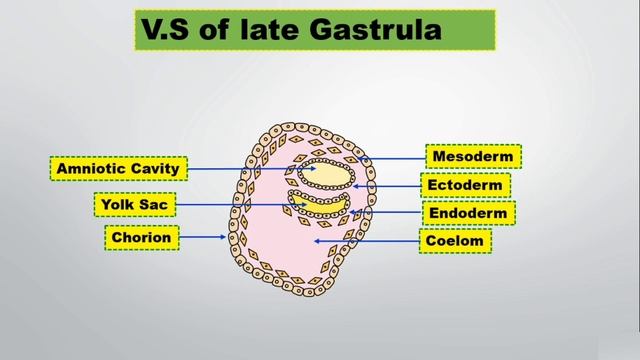 #NEET#HumanReproduction V.S. of Late Gastrula (Easy Way)