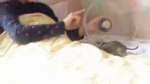 Как дегу гуляет