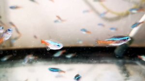 Неон голубой от 2 см