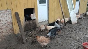 Зачем так высоко делать лаз для кур 🐔 ответ на комментарий 💬🤔