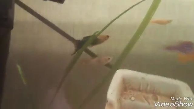 Всё о рыбке пецилии смотреть онлайн