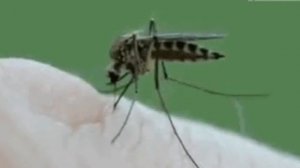 Мир природы