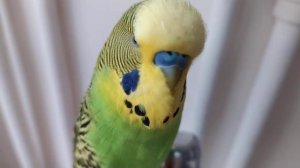 Волнистый Попугайчик Кеша 🐦 Попугай Разговаривает 🐦 Попугай Кеша говорит 🐦
