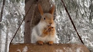 Как белки утепляют свои домики и дупла.