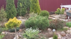Сосны горные Старкл и Карстен Винтерголд. Отличия. Pinus mugo Starkl & Karsten wintergold. 24.04.24