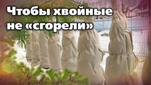 Спасаем хвойные от солнечных ожогов зимой и весной. Рекомендации биолога