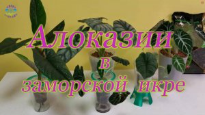 Алоказии в заморской икре😂