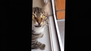 Кот разговаривает с вороной. СМОТРЕТЬ ВСЕМ!!!