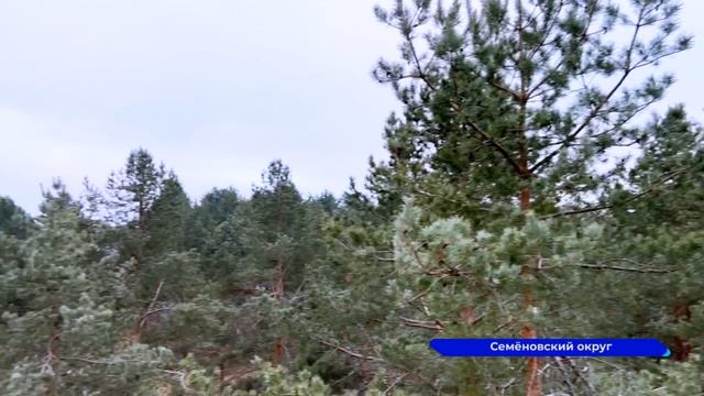 В лесах Нижегородской области началась заготовка шишек