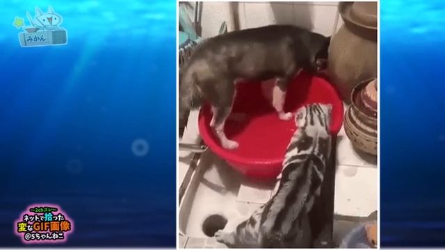 【2ch面白いgif】このgifで笑ったら寝ろｗｗｗ смотреть онлайн