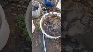 Подкормка на курином помёте. Самая экологичная, быстрая в приготовлении подкормка для томатов!