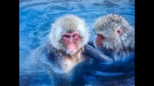 Купание обезьяны в теплой воде