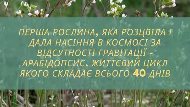 Цікаво про рослини