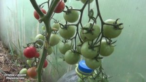 Томат ЧЕРРИ ЛИТЛ ПИНКИ. Много плодов и хороший вкус. Обзор гибрида в июле 2020.