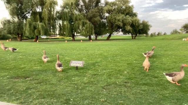 Стаи агрессивных гусей в днепровском яхт-клубе смотреть онлайн