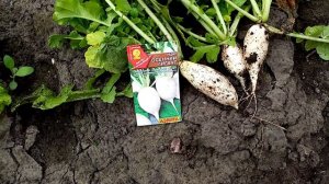 Вырос вот такой Шикарный🥚🥚🥚 Редис сорта Осенний Гигант!!! 👍👍👍.   Мое Мнение!!! 🌞👍. 1 сентября 2023г