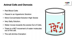 Movement across membranes- (Leaving Cert Biology 2022) Diffusion, Osmosis and Active Transport