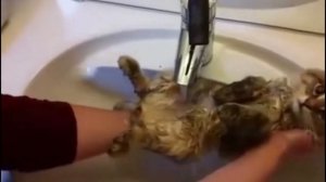 Мокрые смешные коты!!!