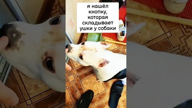 Нашёл кнопку, которая складывает ушки у собаки)) #юмор #собака #жизньвдеревне #funny #dog #amstaff