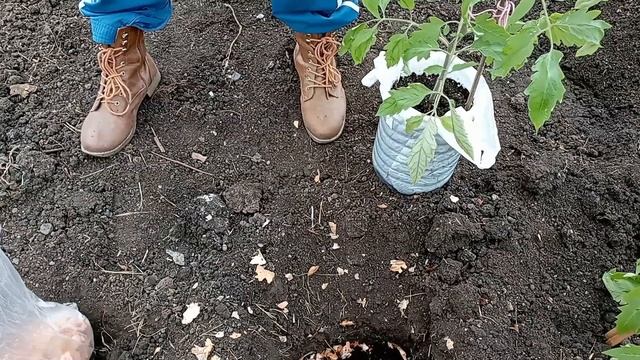 Томаты в теплице и дома. Начало высадки рассады. смотреть онлайн