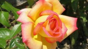 Точиддин мухиддин таджикские песни