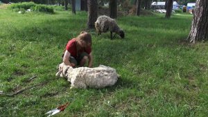 стрижка очень заросших овец