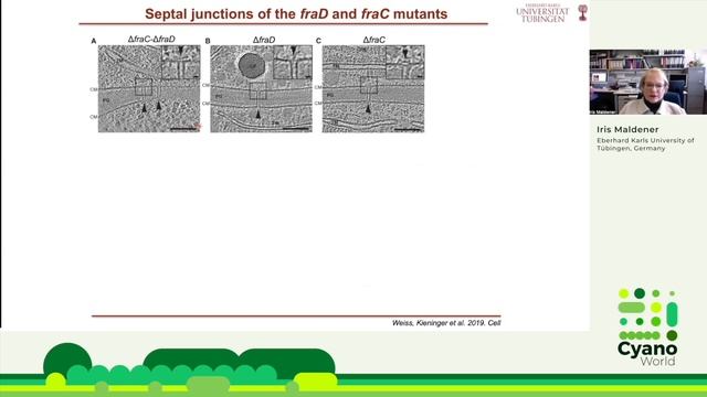 Iris Maldener | The cell-cell communication system of filamentous cyanobacteria