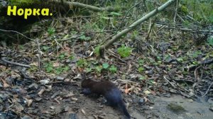 Фотоловушка на лесном ручье.