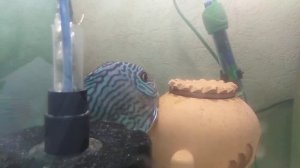 Нерест дискусов.