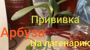Прививка Арбуза и Дыни .