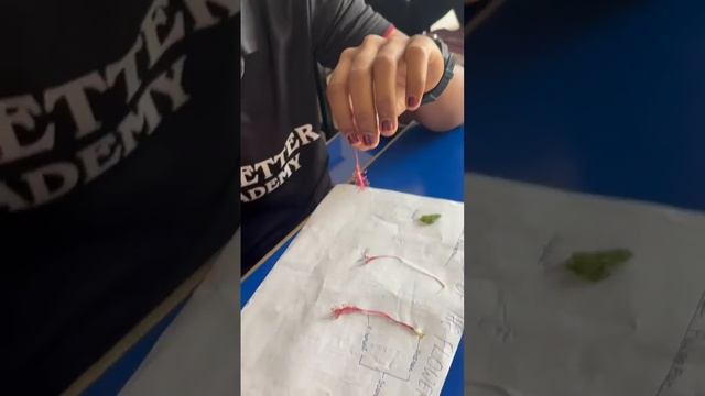 Dissection of hibiscus plant @BeBetterAcademy #bbtr #bestcoachingbebetter #jee #neet #mhtcet #nda