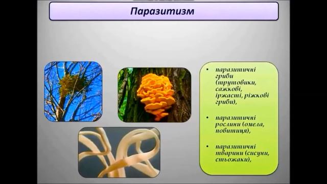 Біологія і екологія. Урок 12. "Організм як середовище мешкання". 11 клас