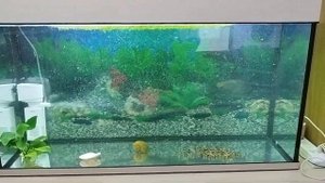 Отрегулировал мощность фильтра, ряска на поверхности, аквариум пришел в норму.