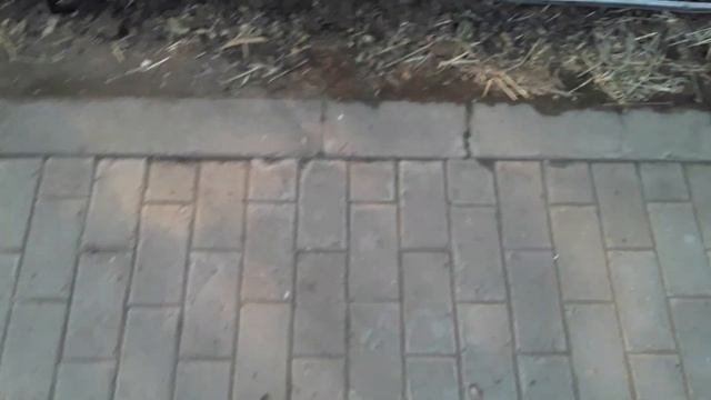 Выращивание огурцов в теплице от А до Я. Выпуск 10 #Выращивание #землядел #subscribe