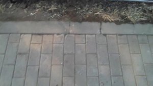Выращивание огурцов в теплице от А до Я. Выпуск 10 #Выращивание #землядел #subscribe