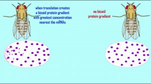mutations in the Drosophila bicoid gene