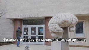 Кто такой Зигмунд Фрейд? Каков его вклад в Психотерапию?