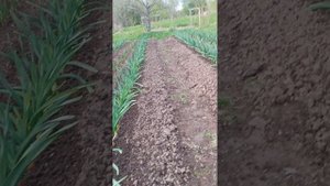 КАК ВЫРАСТИТЬ КРУПНЫЙ ЧЕСНОК? Лошадиный Чеснок за короткий срок!!!))))