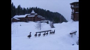 Великий Устюг. Зимние прогулки в Усадьбе Арлазорова
