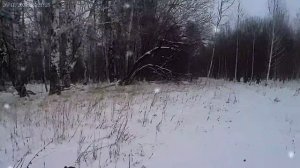 По морозцу в молодой лес.