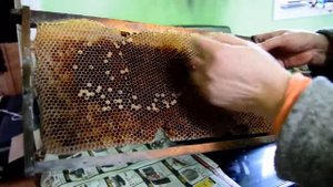 Моя технология вощины.Канадское пчеловодство-нанотехнологии женской пасеки