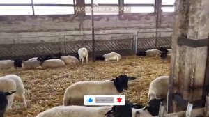 Бараны Дорпер! Африканская и Австралийская селекция в России цена? Разведение домашних овец!