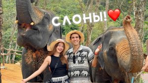 СЛОНЫ В ТАИЛАНДЕ 🐘❤️ ИХ ВСЕХ СПАСЛИ!